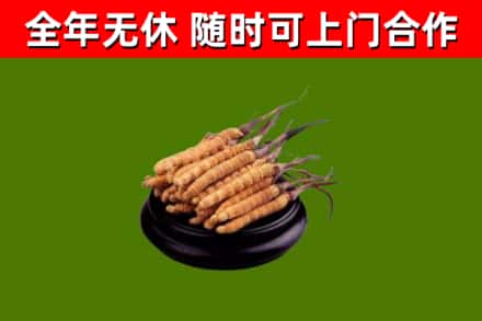 朝阳市烟酒回收冬虫夏草.jpg